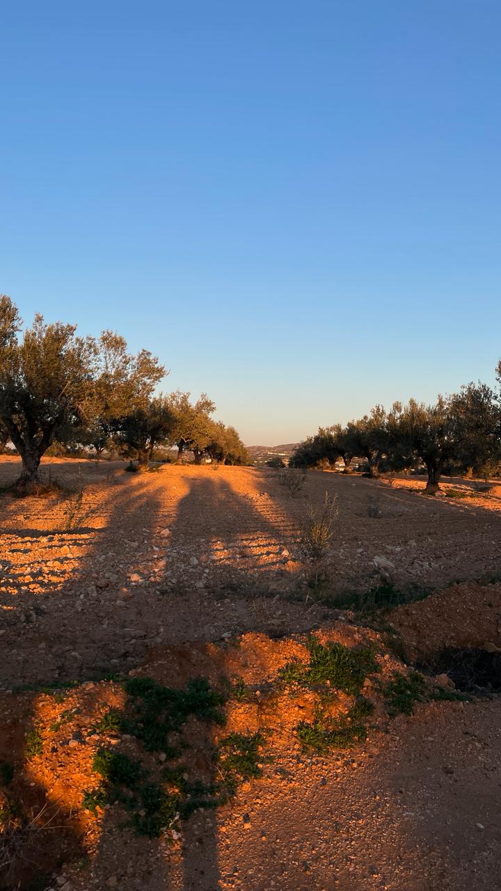 Hammamet Bir Bouregba Terrain Terrain agricole Ter proj tourist v240205