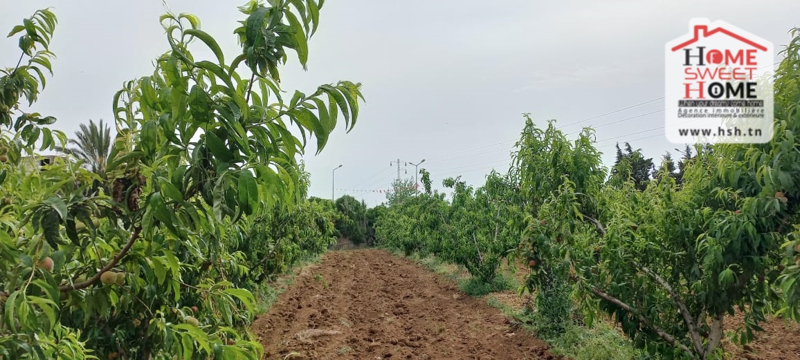 Ghar El Melh Ghar El Melh Terrain Terrain agricole Terrain agricole asouja   ghar el mellah